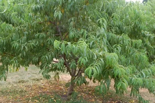 как выглядит персик Ветеран