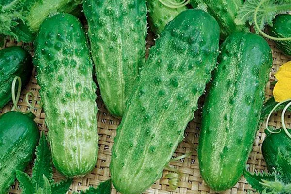 Как выглядят кусты и зеленцы