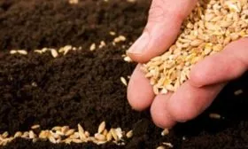 посев семян сорта Нежность