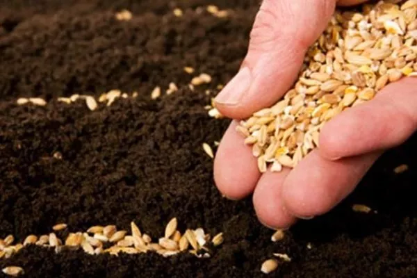 посев семян сорта Нежность