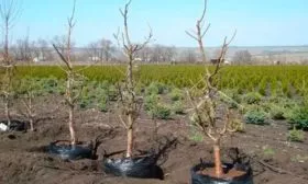 Какие культуры можно и нельзя сажать рядом