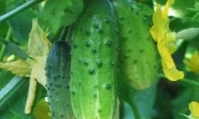 куст и плоды Календаря