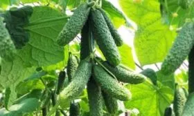 куст Каминари