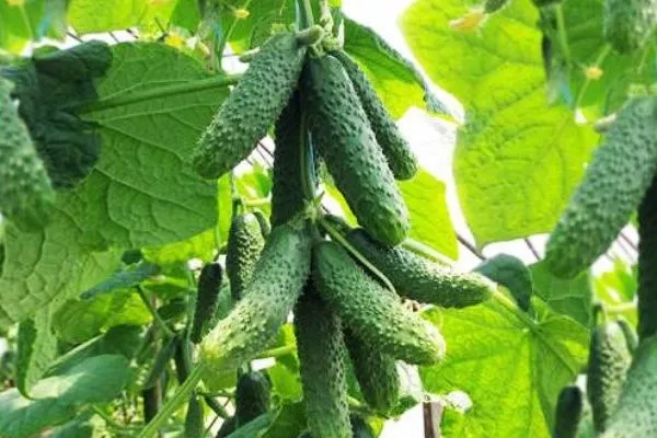 куст Каминари