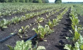 капельный полив