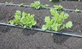 капельный полив картофеля Каратоп