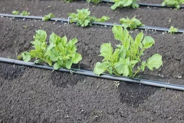 капельный полив картофеля Каратоп