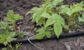 капельный полив малины Анна