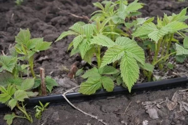 капельный полив малины Анна
