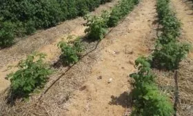 капельный полив малины сорта Каскад Делайт