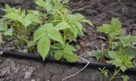 капельный полив малины Татьяна