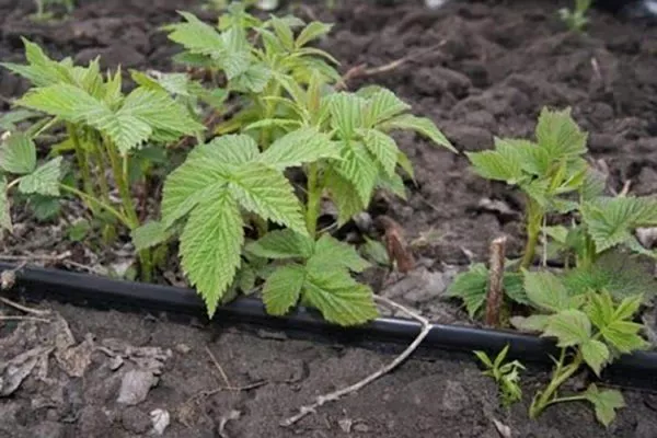 капельный полив малины Татьяна