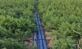 капельный полив моркови император