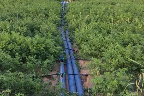 капельный полив моркови император