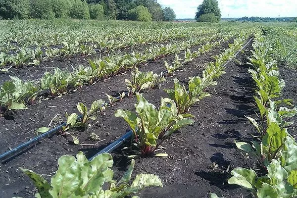 капельный полив