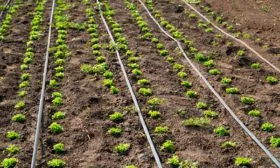 Схема посадки салата