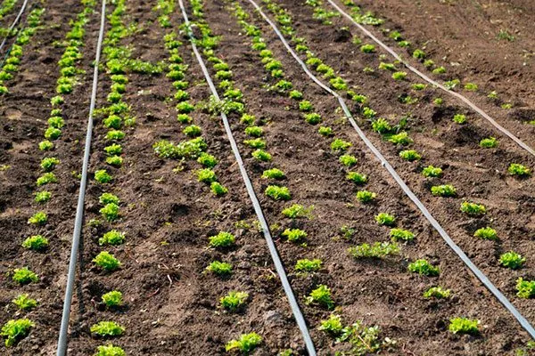 Схема посадки салата