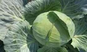 капуста Колобок