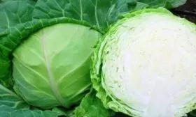 капуста Мишутка