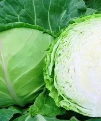 капуста Мишутка