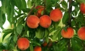 ветви дерева Кардинал