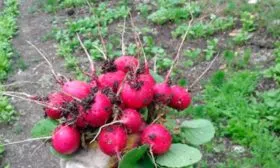 Уборка урожая