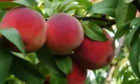 персик Кардинал