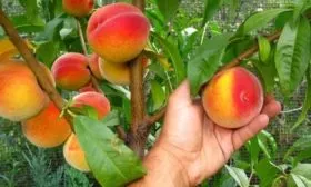 сбор урожая сорта Кардинал