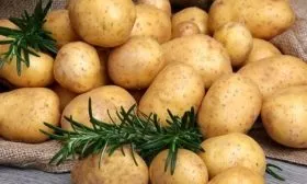 картофель Азарт