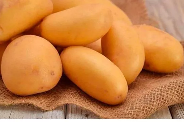 картофель Гулливер