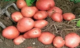 картофель Манифест