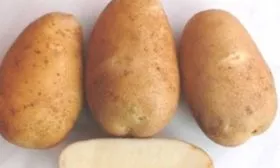 картофель сорта Азарт