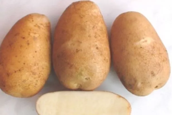 картофель сорта Азарт