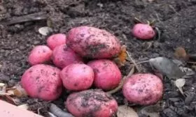 картофель сорта Манифест