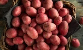 картофель сорта Ред Фэнтези