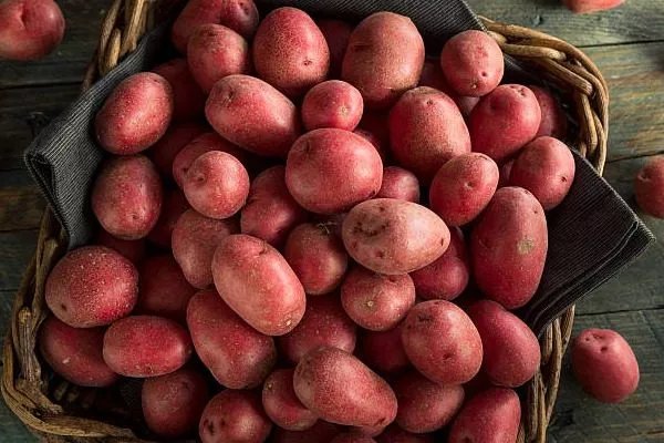 картофель сорта Ред Фэнтези