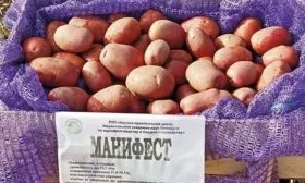 картошка Манифест