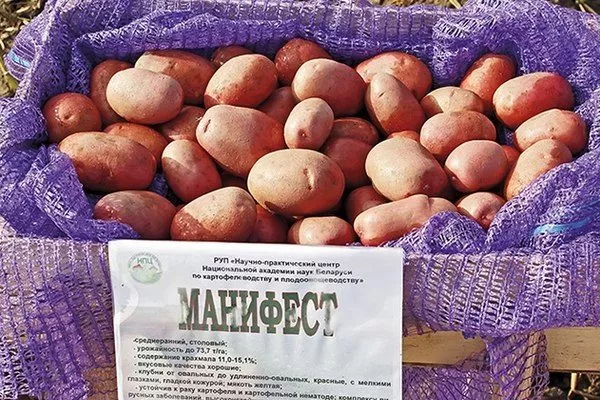 картошка Манифест