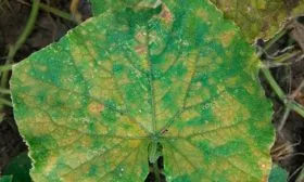 Кладоспориоз огурцы сорта Генеральский