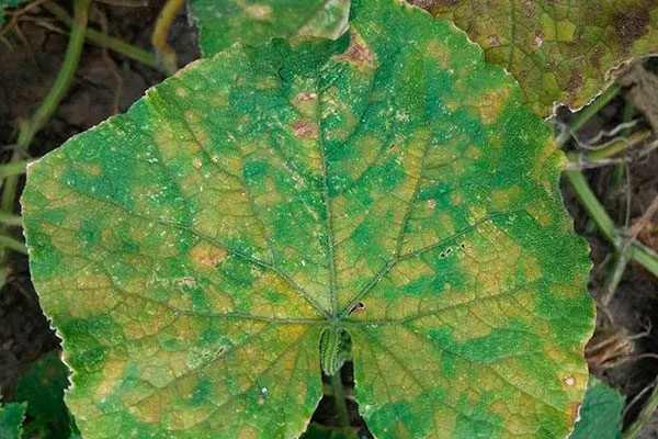 Кладоспориоз огурцы сорта Генеральский