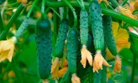 Представление о сорте