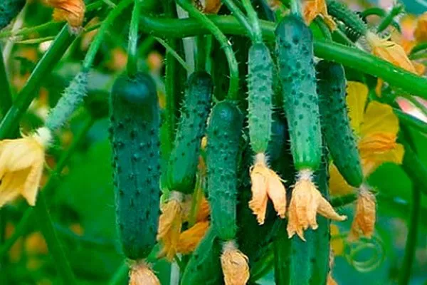 Представление о сорте