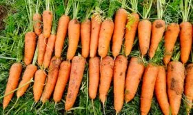 Кордоба морковь сбор