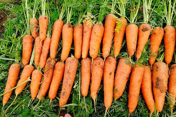 Кордоба морковь сбор