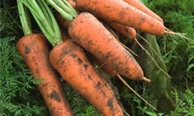 Кордоба_F1_урожайность