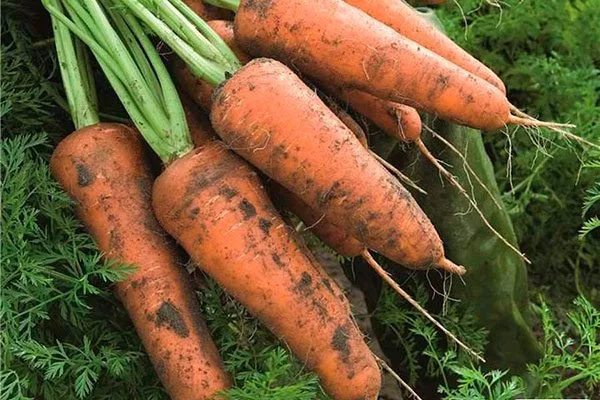 Кордоба_F1_урожайность