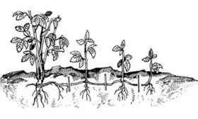 Корневой порослью