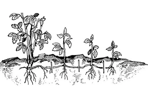 Корневой порослью