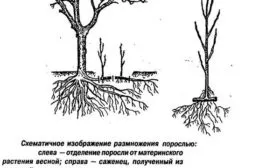 Корневой порослью1