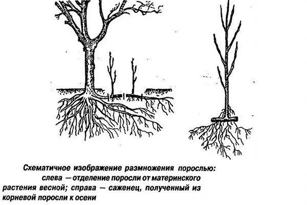 Корневой порослью1